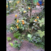 Lantana - Lantana camara (fam Verbenacee) (Amerique tropicale) (01)